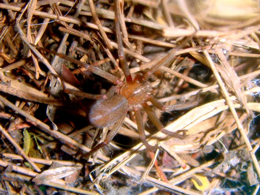 Loxosceles laeta en vista dorsal, fotografía de Wikimedia Commons