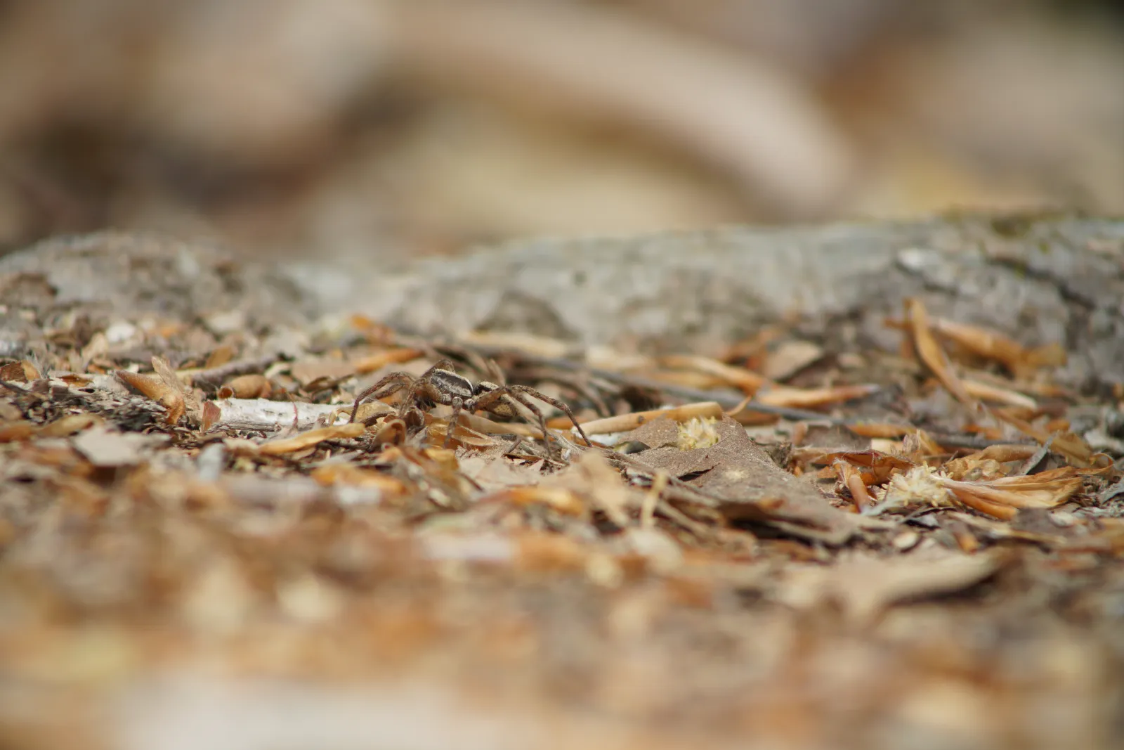 Lycosidae spp. en vista dorsal, fotografía de archivo en Wikimedia Commons