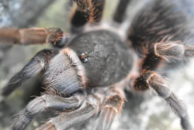 Araña pollito