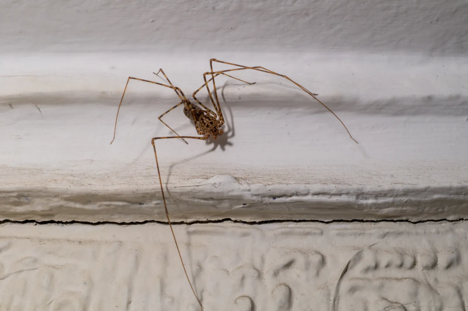 Vista dorsal de araña tigre Scytodes globula con patrón atigrado