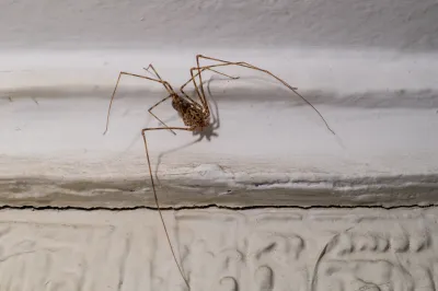 Araña tigre