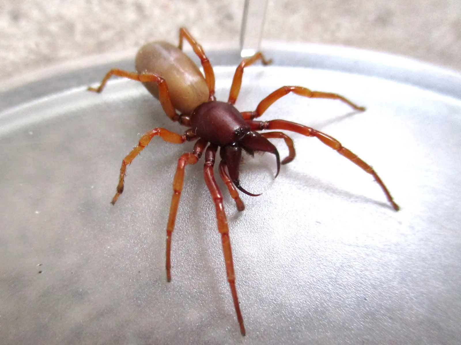 Vista dorsal de Dysdera crocata con cefalotórax rojizo y abdomen claro