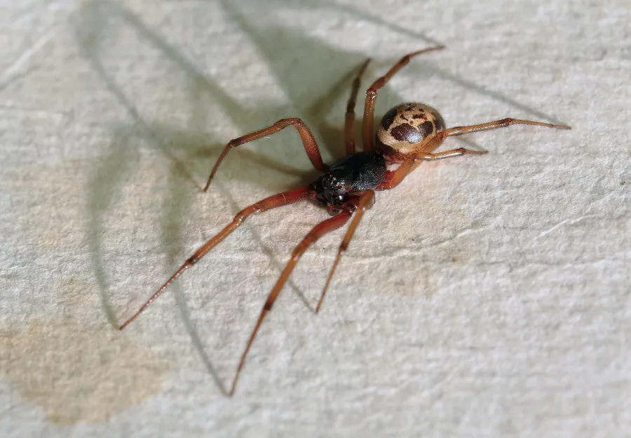 Vista dorsal de falsa viuda Steatoda nobilis con manchas claras