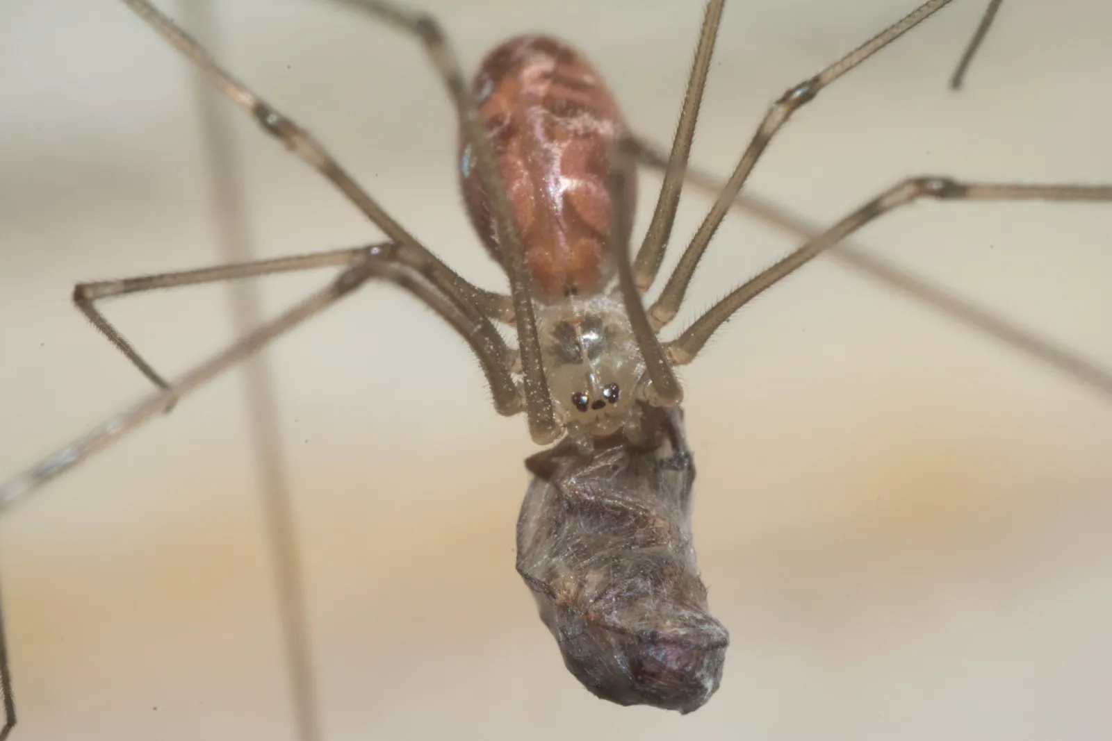 Vista dorsal de araña de patas largas Pholcus phalangioides con presa