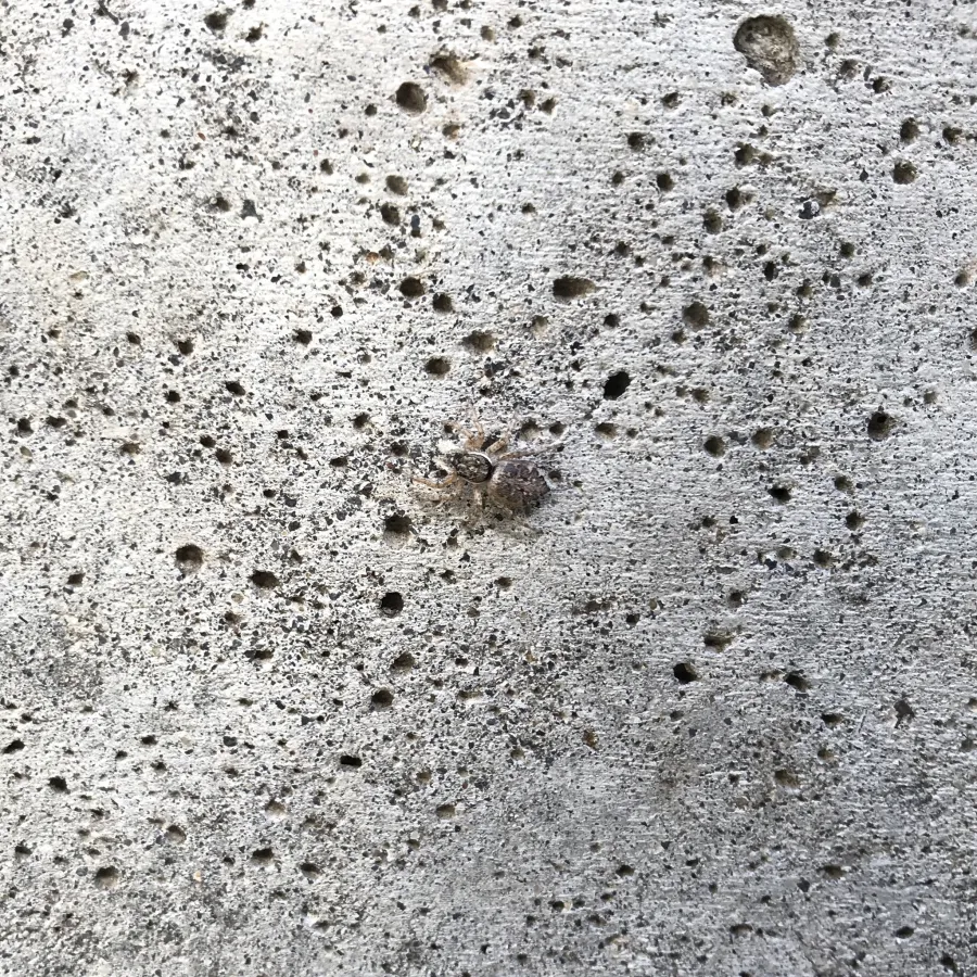 Vista dorsal de araña saltarina Menemerus sobre muro de concreto