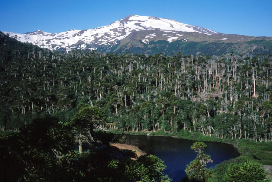 Volcán Copahue en la frontera Chile–Argentina (Región del Biobío), estratovolcán compuesto con cráter activo El Agrio.